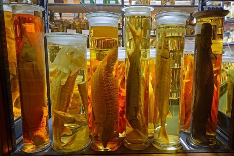 Glass cabinet with alcohol-preserved animal specimens