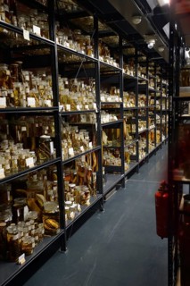 Shelves with alcohol-preserved animal specimens