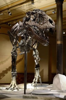 The far best preserved skeleton of Tyrannosaurus rex or T. rex