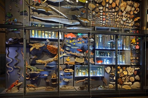 Glass cabinets with various exhibits of animals