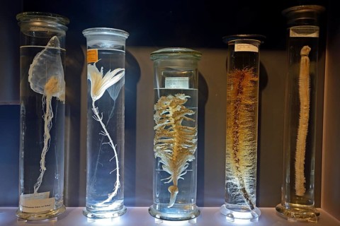Glass cabinet with alcohol-preserved animal specimens