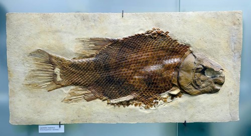 Fossil specimen of Scheenstia