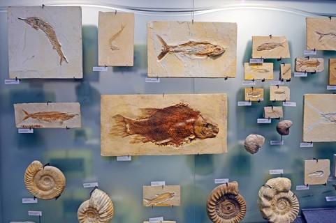 Various underwater animal fossils