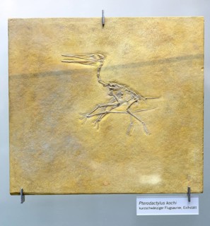 Fossil of Pterodactylus kochi