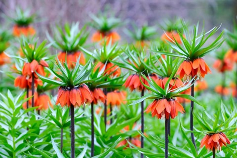 Crown imperial