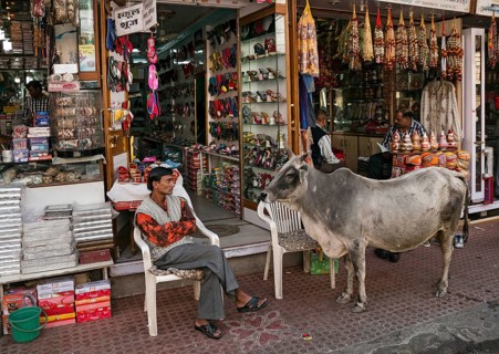 Holy cow in front of a souvenir shop in Udaipur