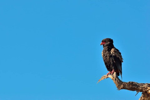 Bateleur or Bateleur Eagle
