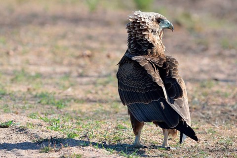 Bateleur Eagle