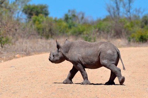 Black Rhinoceros