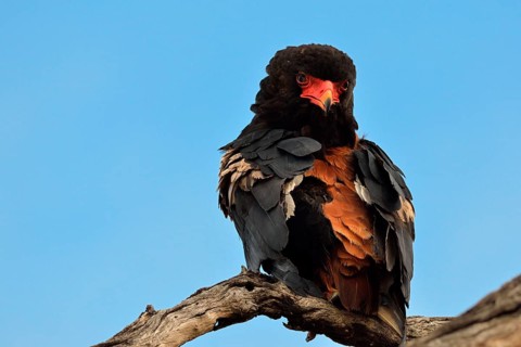 Bateleur Eagle