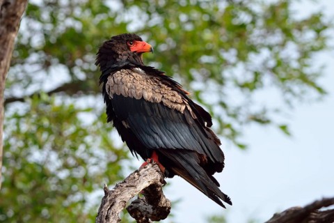 Bateleur Eagle