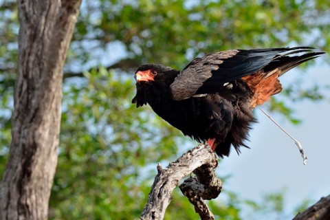 Bateleur Eagle