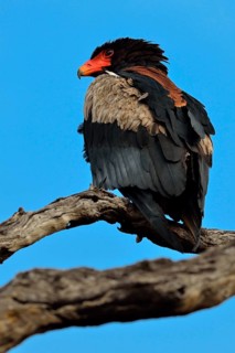 Bateleur Eagle