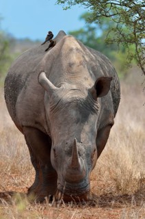 White Rhinoceros or Square-lipped Rhinoceros