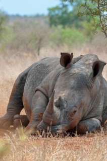 White Rhinoceros or Square-lipped Rhinoceros