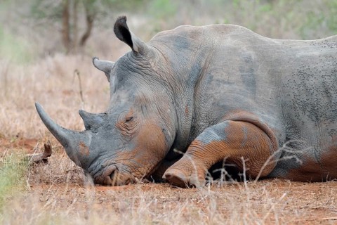 White Rhinoceros or Square-lipped Rhinoceros