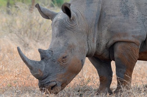 White Rhinoceros or Square-lipped Rhinoceros