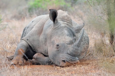 White Rhinoceros or Square-lipped Rhinoceros