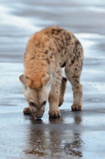 Spotted Hyena or Laughing Hyena