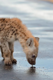 Spotted Hyena or Laughing Hyena