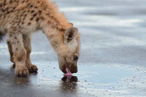 Spotted Hyena or Laughing Hyena