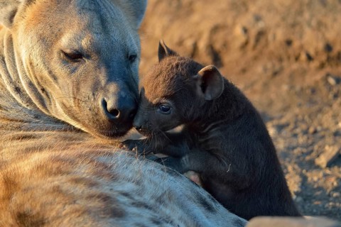 Spotted Hyenas