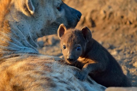 Spotted Hyenas