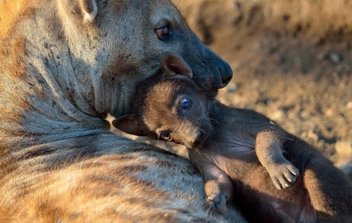 Spotted Hyenas