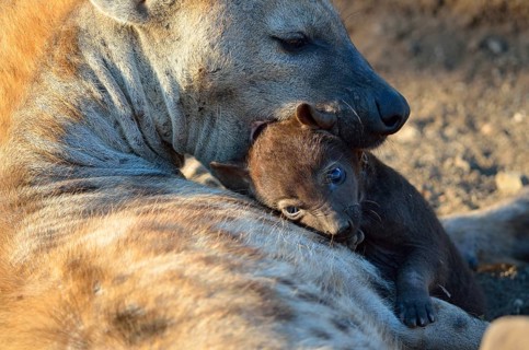 Spotted Hyenas