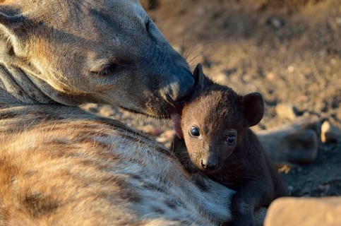 Spotted Hyenas