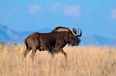 Black wildebeest or White-tailed gnu