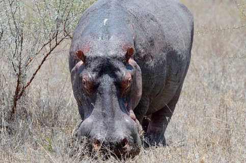 Hippopotamus