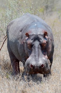 Hippopotamus