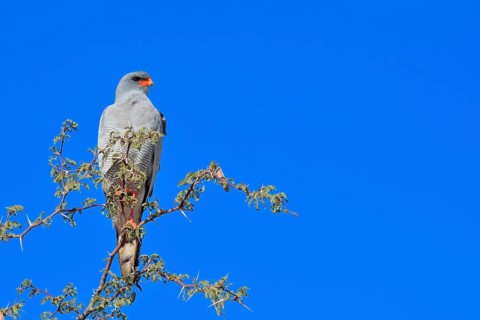 Pale Chanting Goshawk