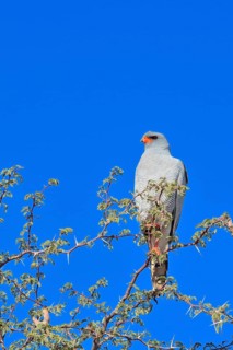 Pale Chanting Goshawk
