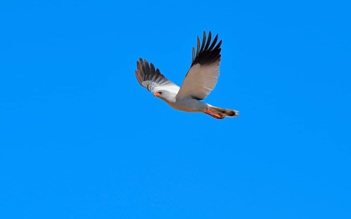 Pale Chanting Goshawk