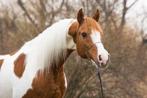 Piebald pinto stallion