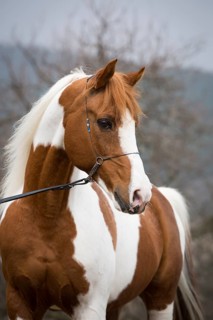 Piebald pinto stallion