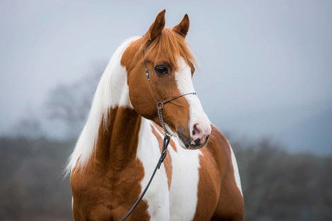 Piebald pinto stallion
