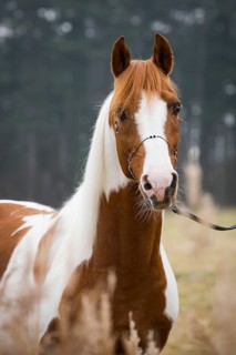 Piebald pinto stallion