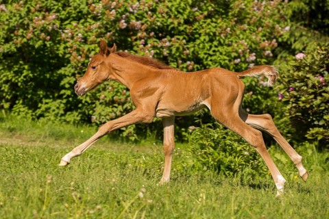 Arabian chestnut filly