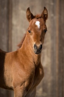 Arabian chestnut filly