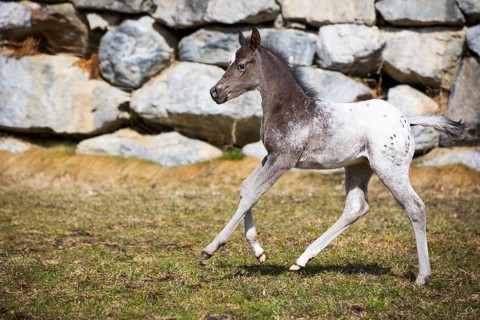 Araloosa colt