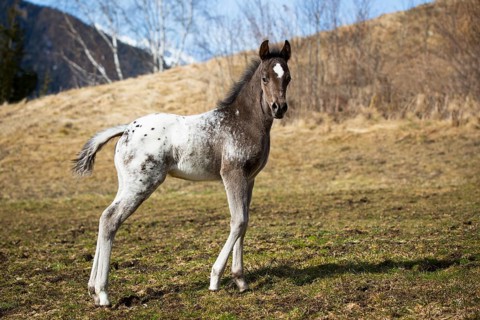 Araloosa colt