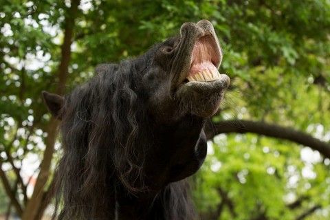 Noriker stallion