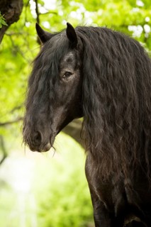 Noriker stallion