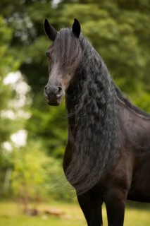 Friesian stallion