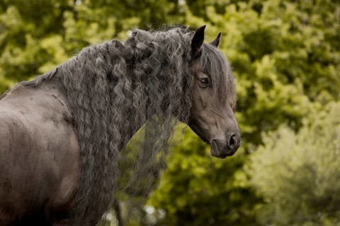 Friesian stallion