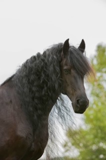 Friesian stallion