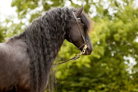 Friesian stallion